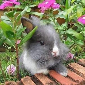 Meet your Posher, Rosa